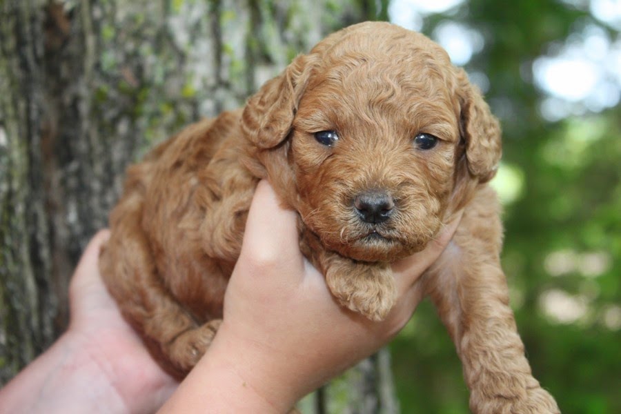 Arrowhead Labradoodles and Cobberdogs | 5121 Line 89, Gowanstown, ON N0G 1Y0, Canada | Phone: (519) 292-9284