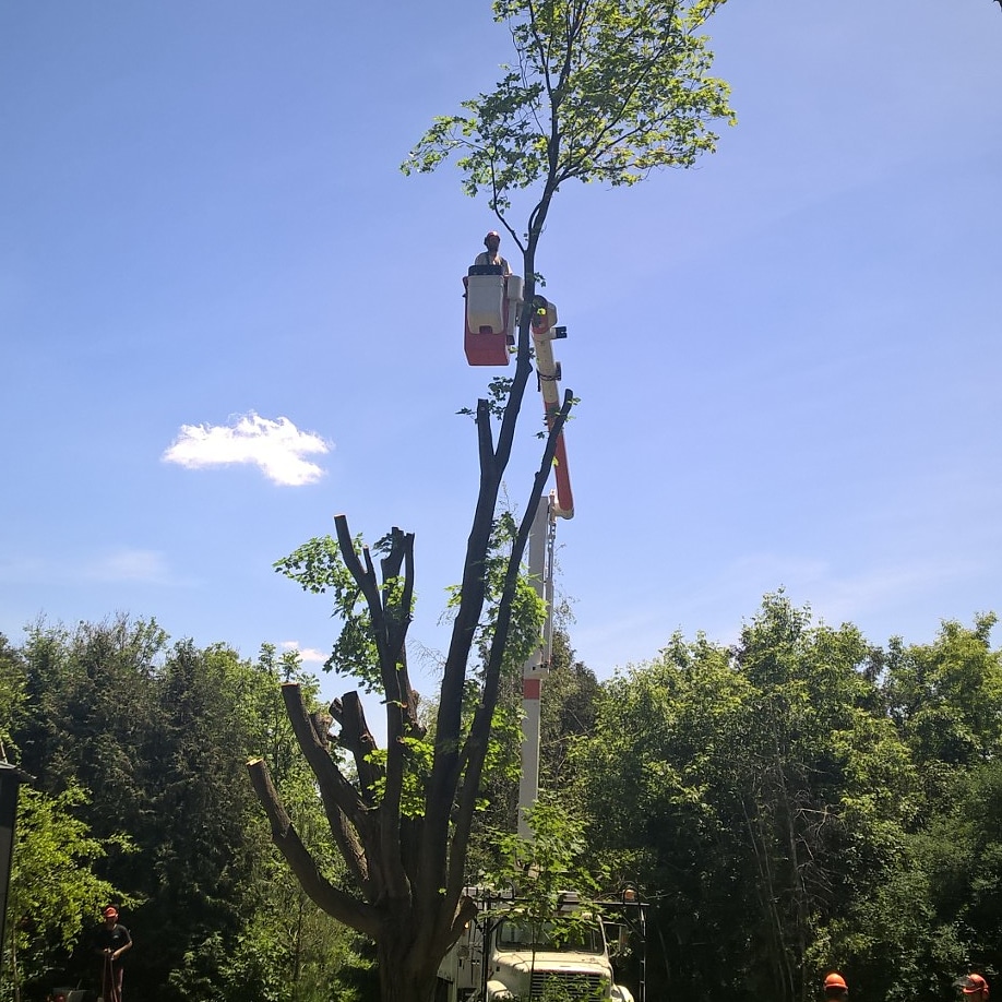 Branchbusters Expert Tree Care | 19625 Main St, Alton, ON L7K 0E1, Canada | Phone: (905) 859-4004