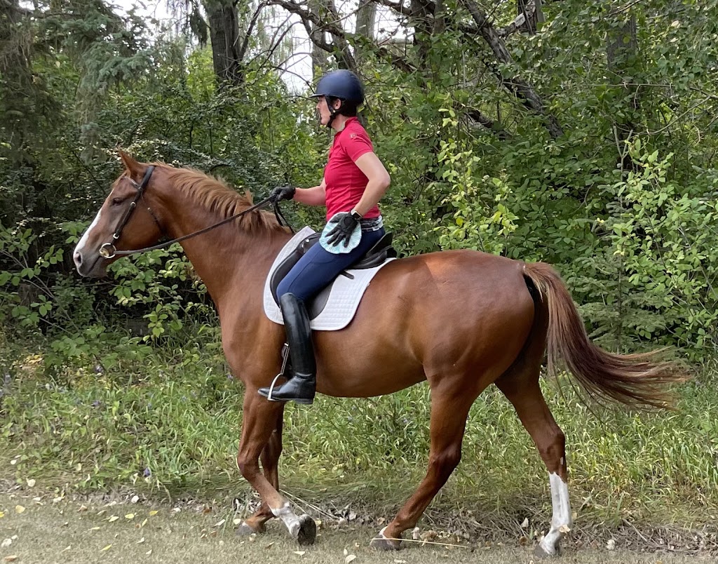 Eckwood Equestrian | 32403 Range Rd 21, Olds, AB T4H 1P3, Canada | Phone: (403) 400-6435