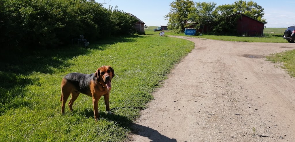 Pleasant View U Pick Berries | Site 2 Comp 6 RR#1, Crossfield, AB T0M 0S0, Canada | Phone: (403) 946-5400