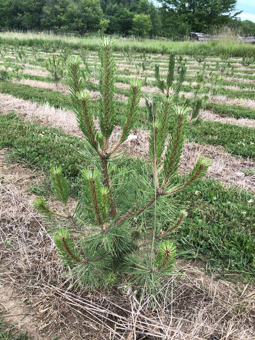 Davidson Tree Farms Ltd. | 4653 Concession Rd 4, Newtonville, ON L0A 1J0, Canada | Phone: (416) 833-5750