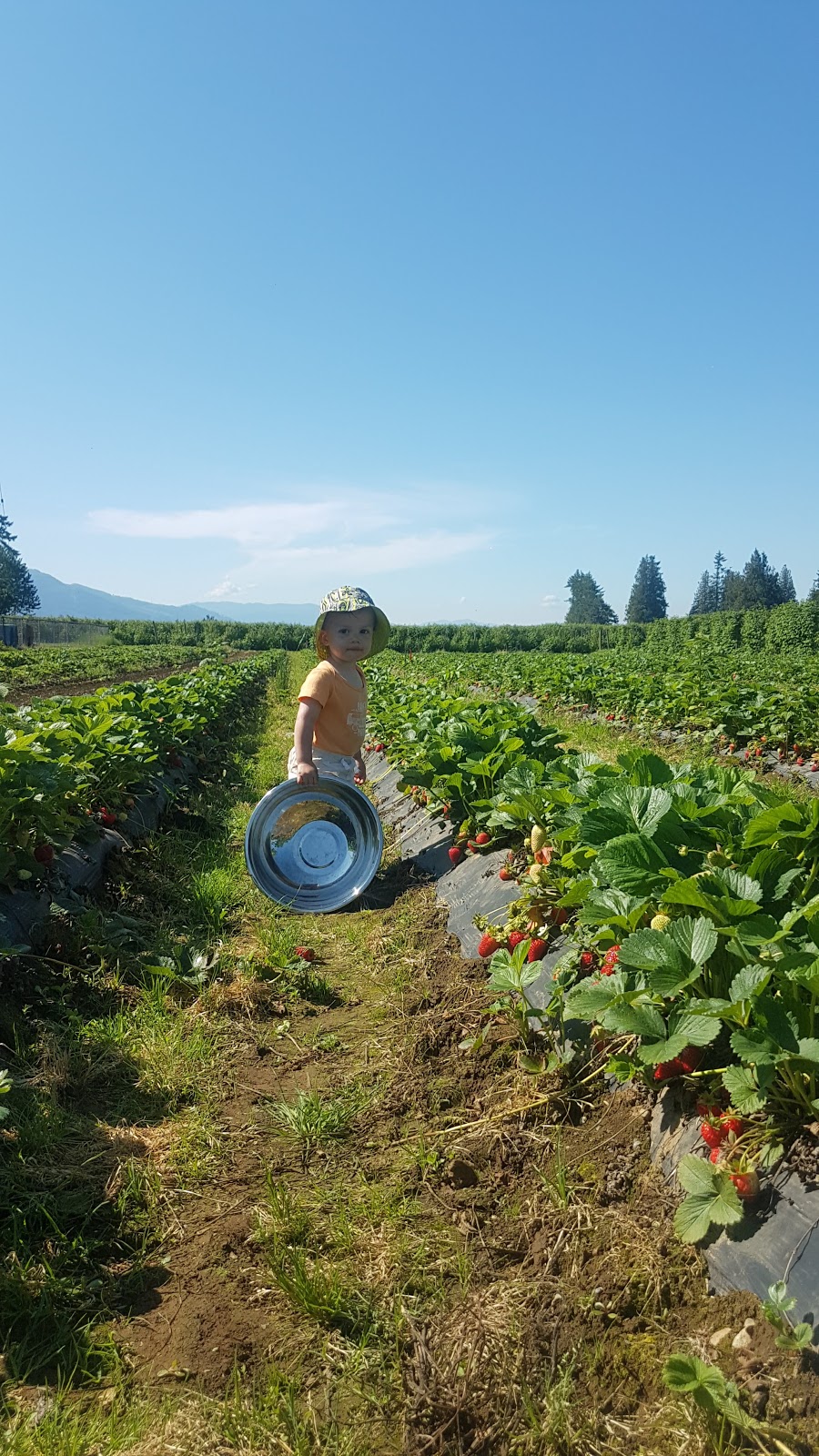 Willems Berry Farm | 33736 Vye Rd, Abbotsford, BC V2S 8A9, Canada | Phone: (604) 864-1149