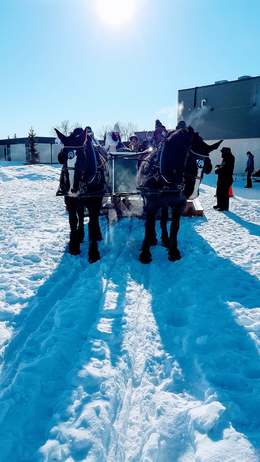 Dick Laurin’s Hay and Sleigh Rides | 530048 Range Rd 183, Edmonton, AB T6P 1V3, Canada | Phone: (780) 464-0234