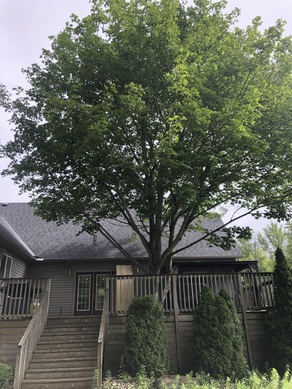 Trees go green | 27 Severino Cir, Smithville, ON L0R 2A0, Canada | Phone: (905) 517-0033