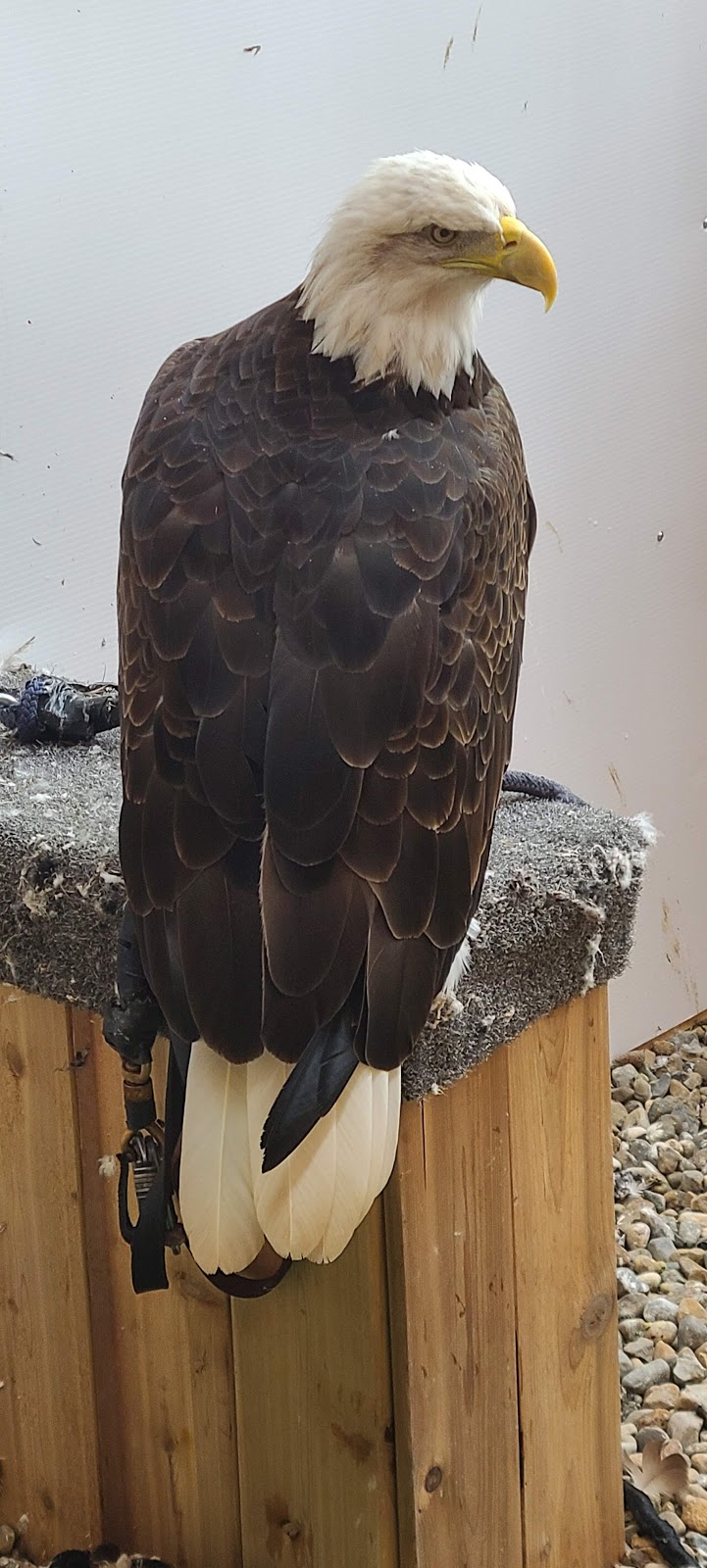 Falcon Environmental Inc. and Falcon North America Inc. | 2131 Chemin St Louis, Saint-Lazare, QC J7T 1Y1, Canada | Phone: (450) 458-1333