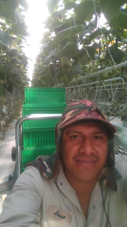 Vine Fresh Acres Ltd. | 420 Essex Road 14, Leamington, ON N8H 3V8, Canada | Phone: (519) 326-8808