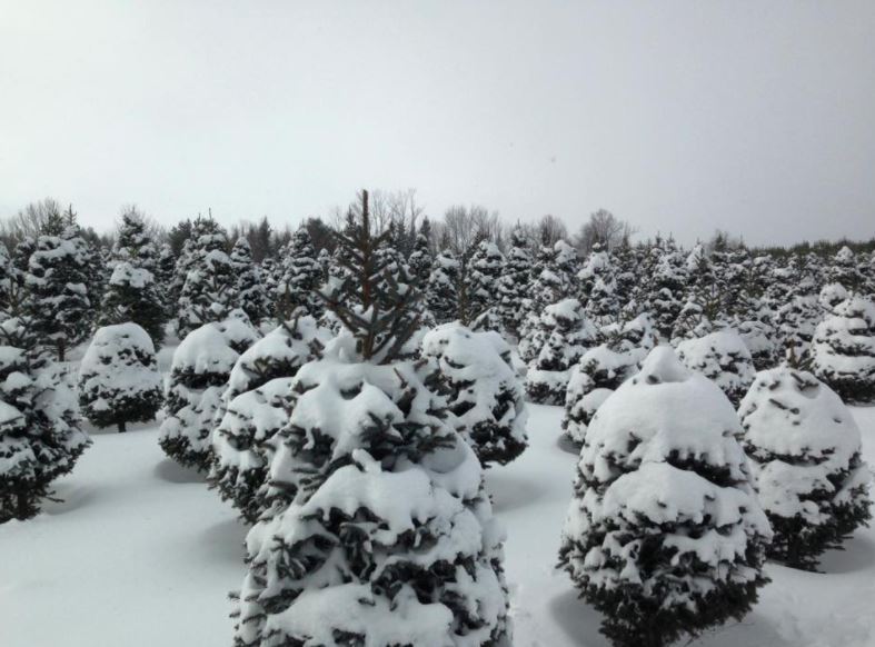 Wintersingers Christmas Tree Farm | 5837 3 Line, Hillsburgh, ON N0B 1Z0, Canada | Phone: (519) 855-6163