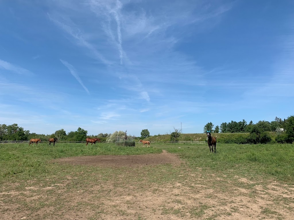 Double M Stables | 4002 ON-6, Puslinch, ON N0B 2J0, Canada | Phone: (226) 748-7682