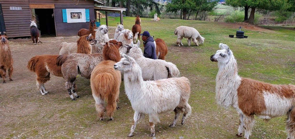 Woosterville Mini-Llama Farm | 4135 Hillbank Rd, Duncan, BC V9L 6M1, Canada | Phone: (250) 815-0210