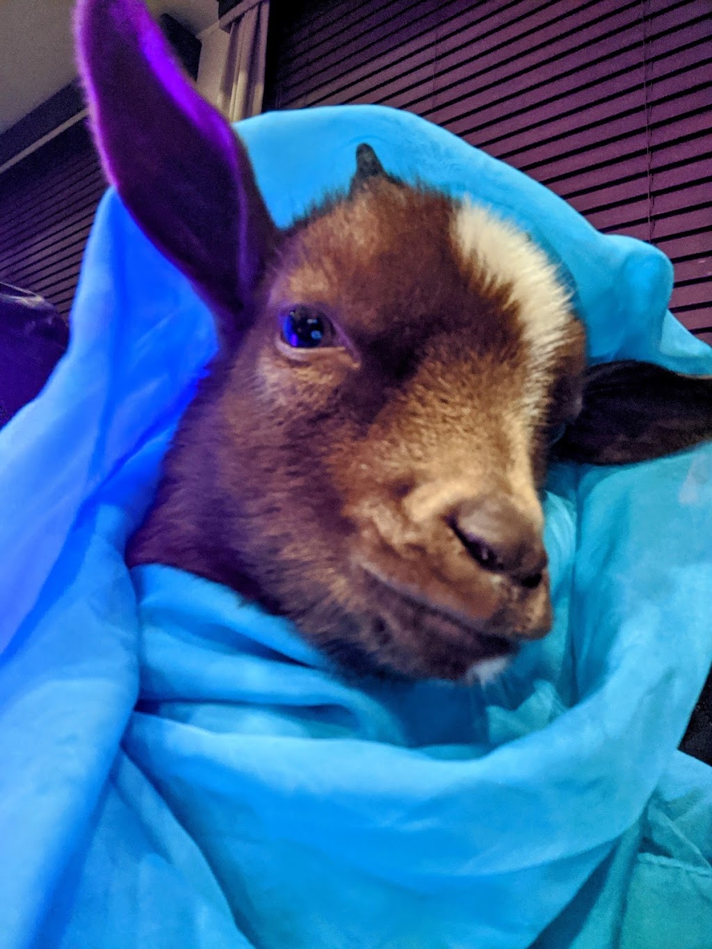 Lizzias Goat Yoga | 3 Weir Rd, Hamilton, ON L0R 1T0, Canada | Phone: (289) 644-7718