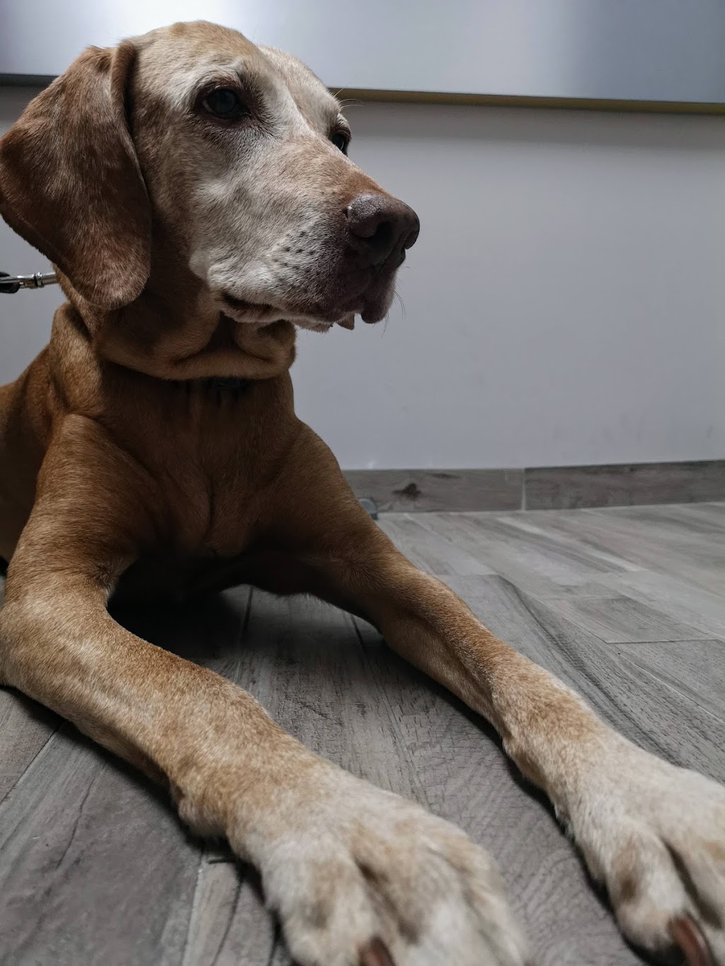VETS Toronto & Kingston Road Animal Hospital | 1025 Kingston Rd, Toronto, ON M4E 1T4, Canada | Phone: (416) 690-0625