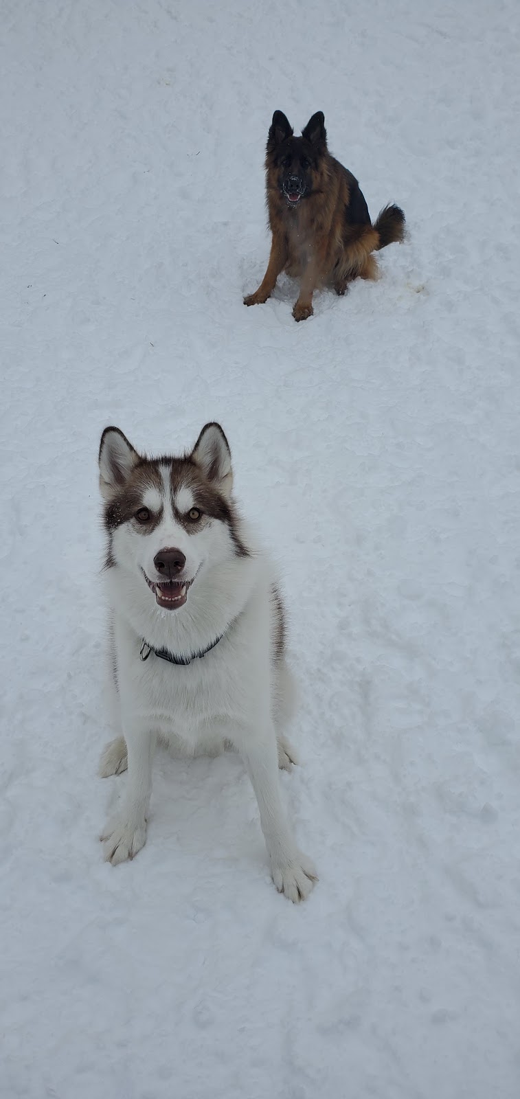 Totos Canine Care | 256 Anne St N, Barrie, ON L4N 4X5, Canada | Phone: (647) 550-9059