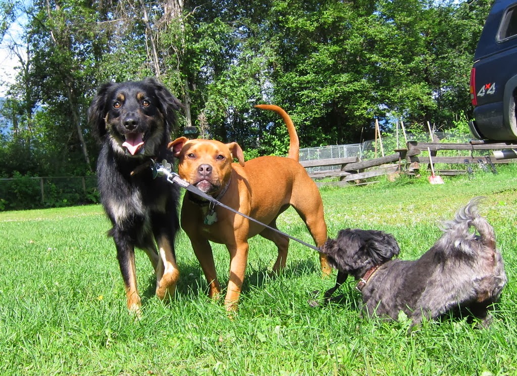 Ruths Pet Hotel | 1975 BC-99 #99, Mount Currie, BC V0N 2K0, Canada | Phone: (604) 894-5466