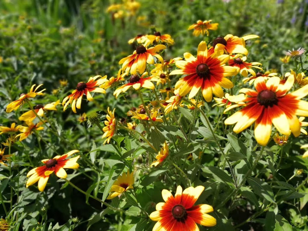 Maplelawn Garden | 497-529 Richmond Rd, Ottawa, ON K2A 0G3, Canada | Phone: (800) 465-1867