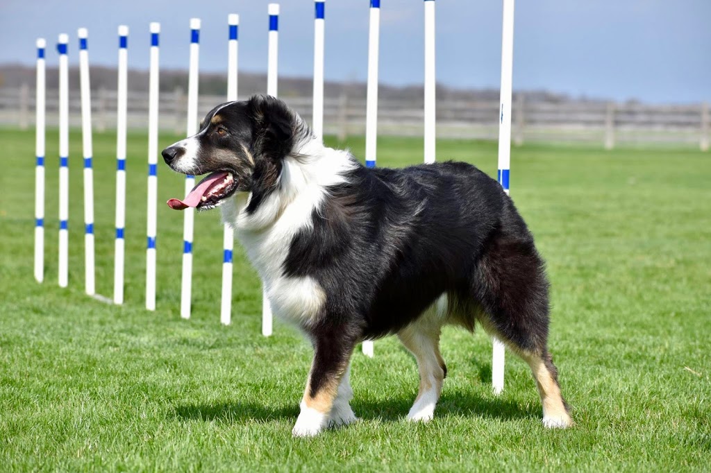 Flash Go. Dog Training | 2886 London Line, Sarnia, ON N7T 7H2, Canada | Phone: (519) 466-5819