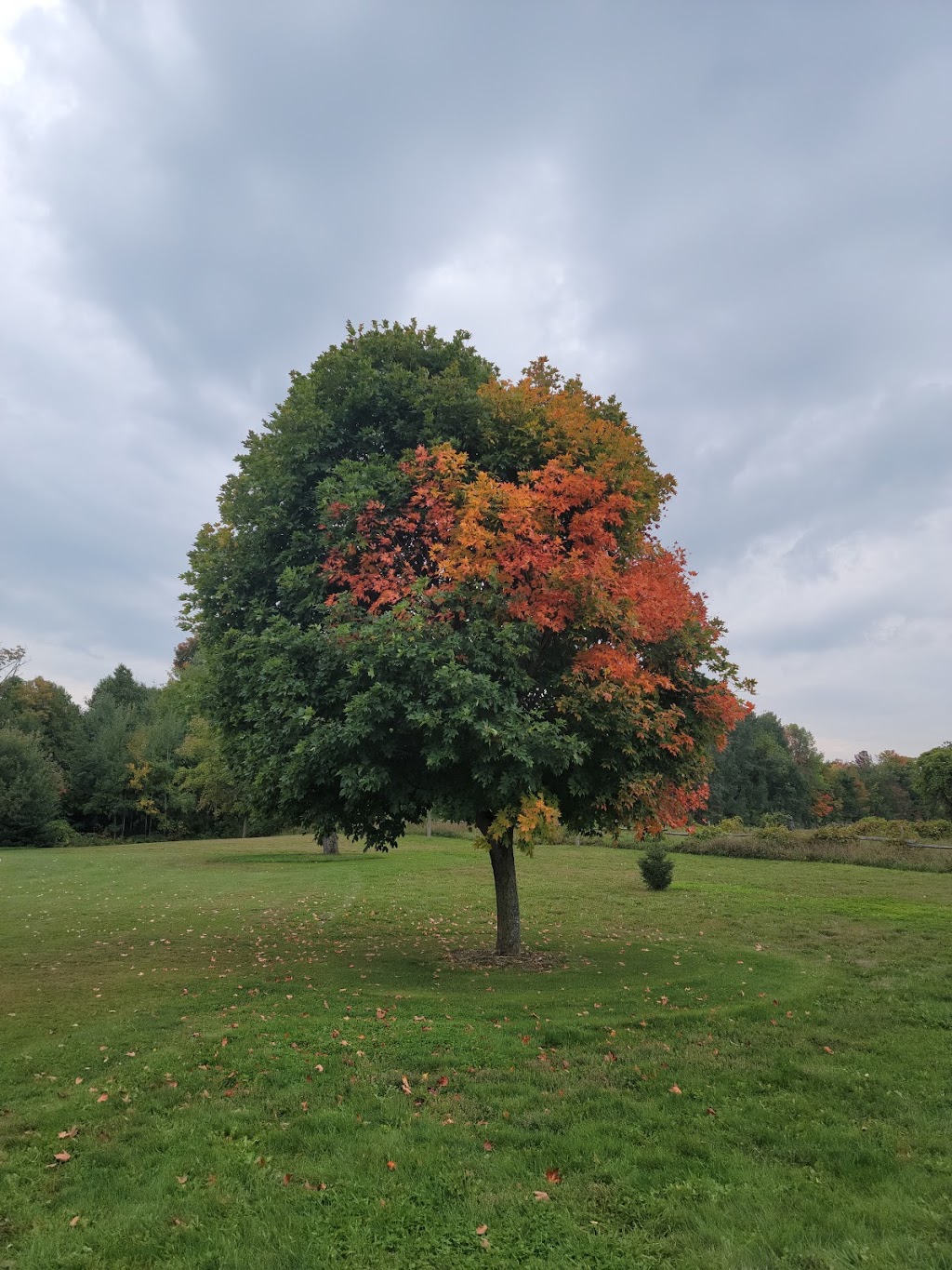 Tomahawk Golf Course | 417230 10th Line, Thornbury, ON N0H 2P0, Canada | Phone: (519) 599-3131 ext. 350