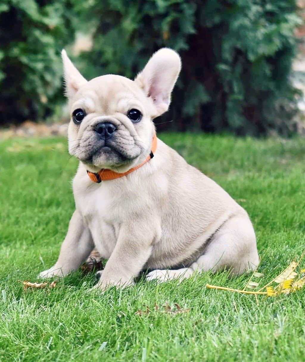 CCBULLDOGS | 10420 287 St, Maple Ridge, BC V2W 1L5, Canada | Phone: (778) 861-8144