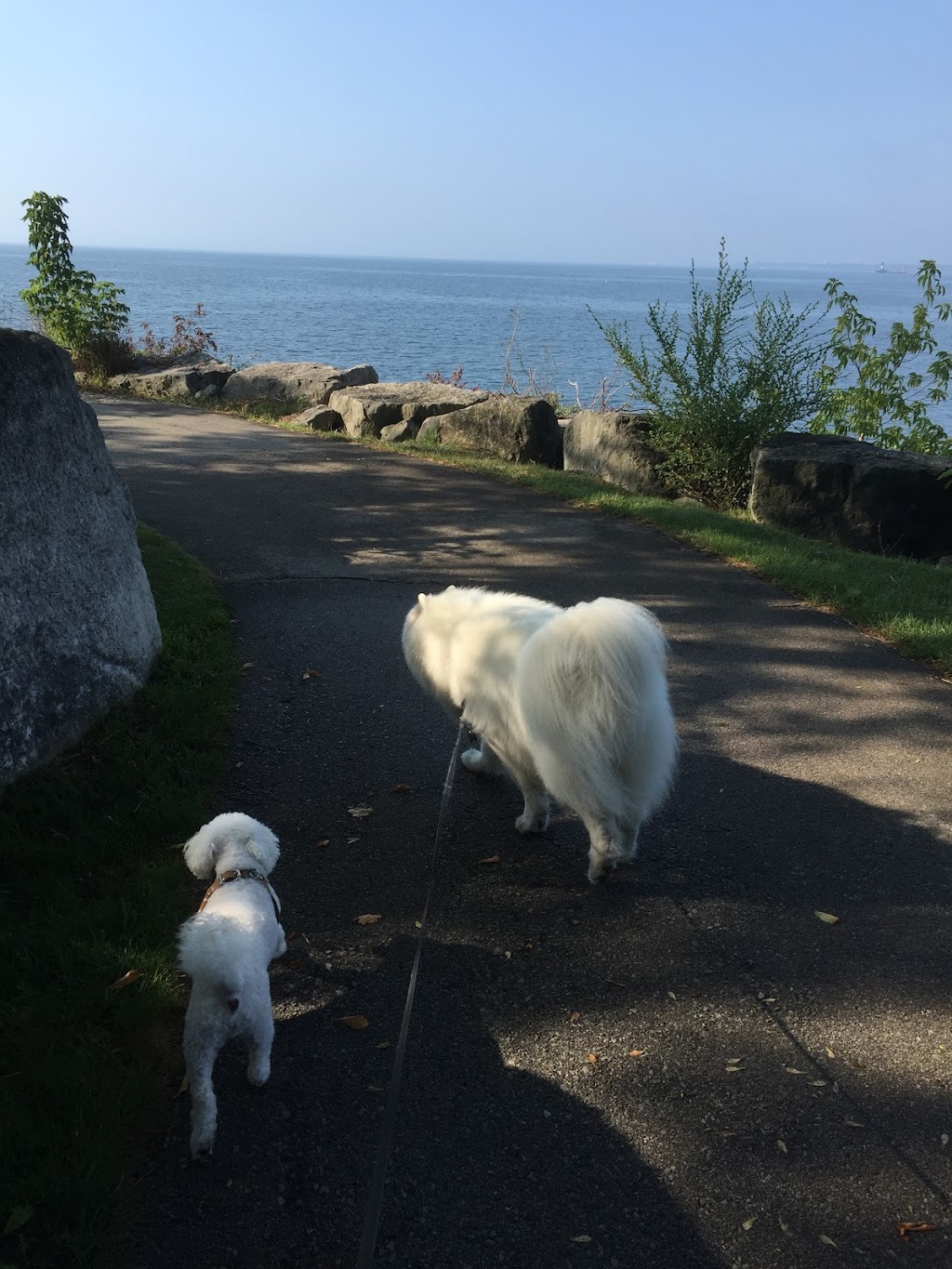 Woof-Tastic Doggie Care | 883 Percy Crescent, Kingston, ON K7M 4P3, Canada | Phone: (416) 820-3195