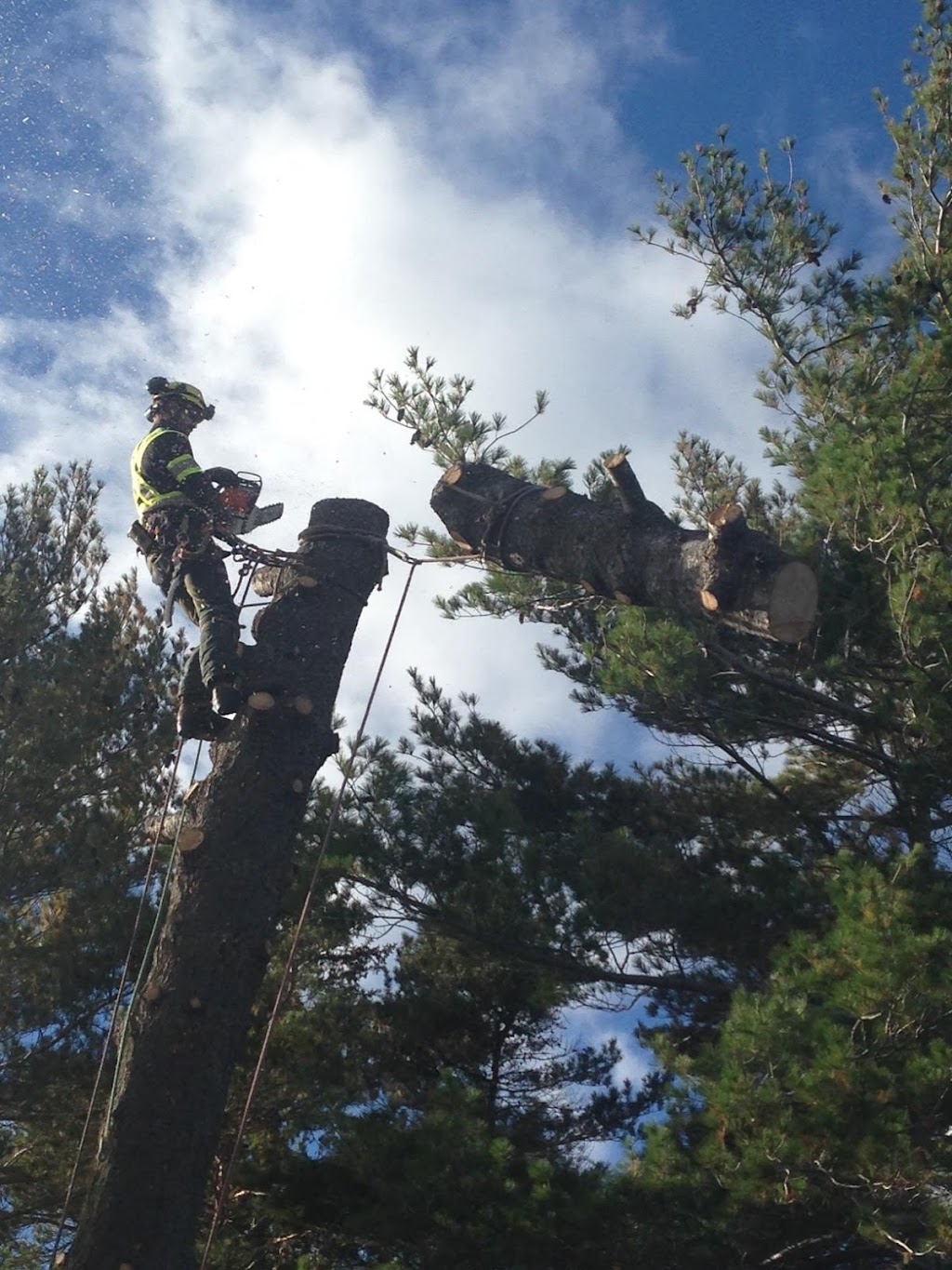 Island Arborist Tree Service | 99 Long Point Rd, North Rustico, PE C0A 1X0, Canada | Phone: (902) 218-4849