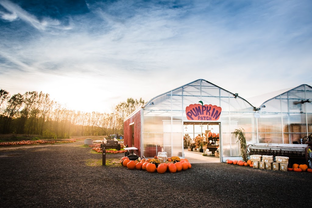 Snyders Family Farm | 936685 Blenheim Rd, Bright, ON N0J 1B0, Canada | Phone: (519) 632-7356