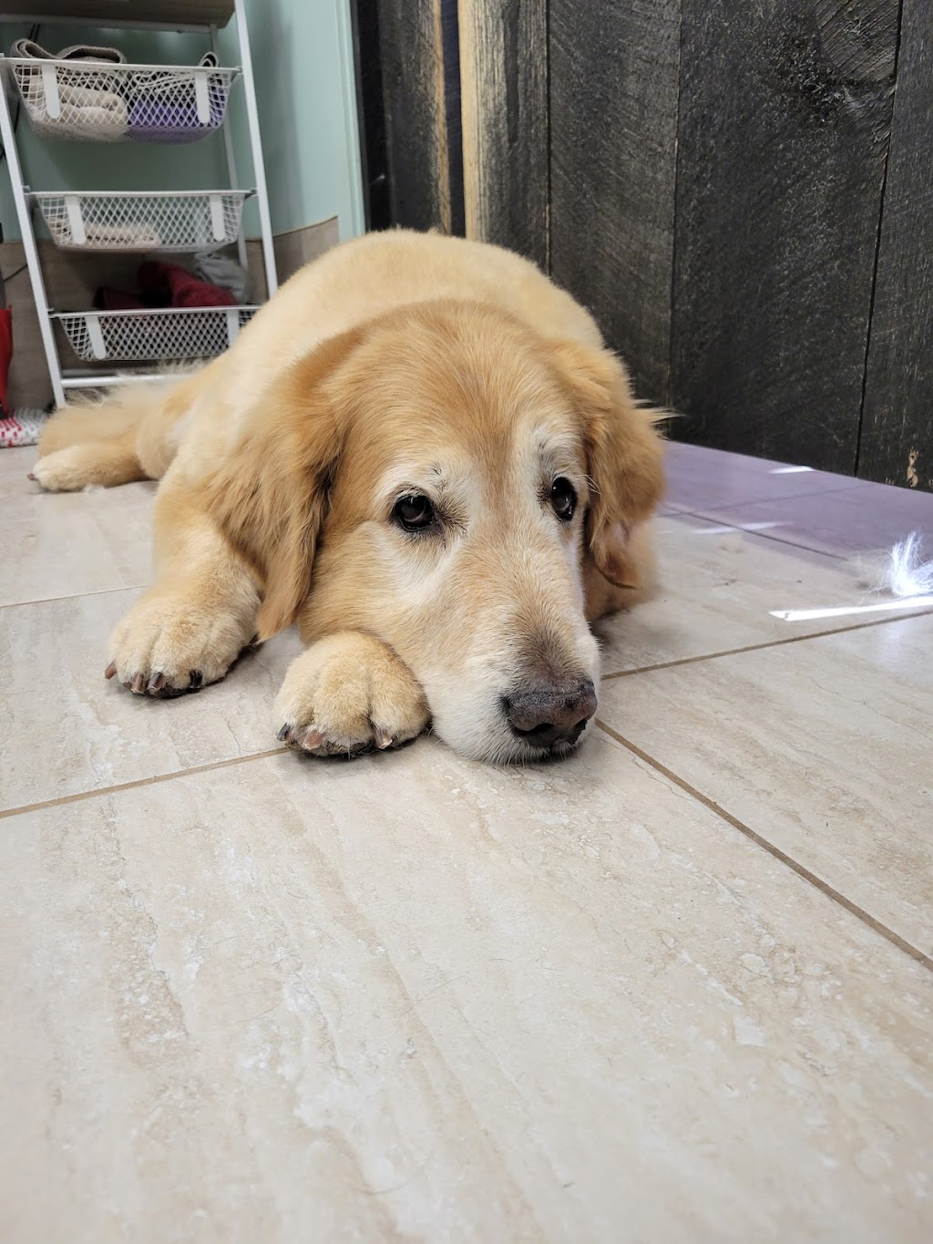 pampered Pups by jamie | 838 Development Dr, Kingston, ON K7M 5V7, Canada | Phone: (613) 983-3889