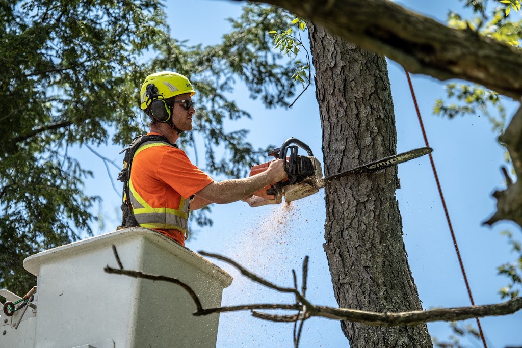 McFarlan Tree Care Inc. | 572 Huron Dr, Burlington, ON L7T 3V5, Canada | Phone: (905) 516-4453