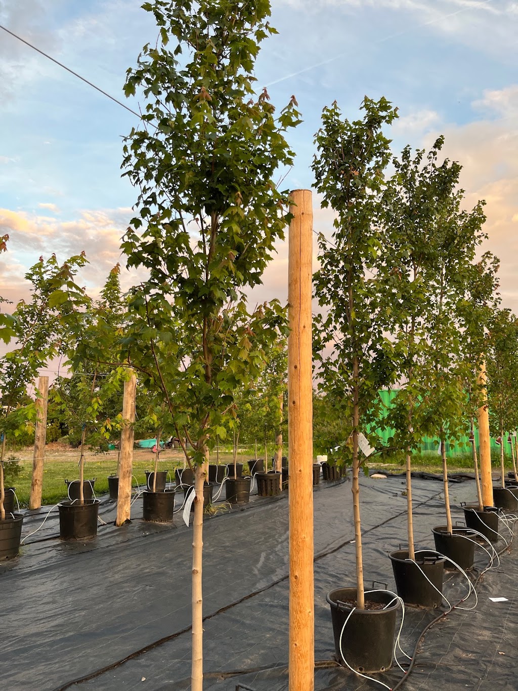 Niagara Tree Company | 4478 Lincoln Ave, Beamsville, ON L0R 1B3, Canada | Phone: (905) 401-9526