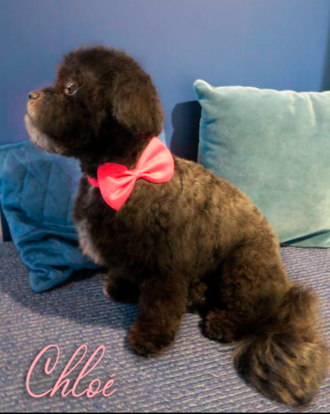 Chiens de salon | 41 Rue Leclerc, Pont-Rouge, QC G3H 1X5, Canada | Phone: (418) 552-1048