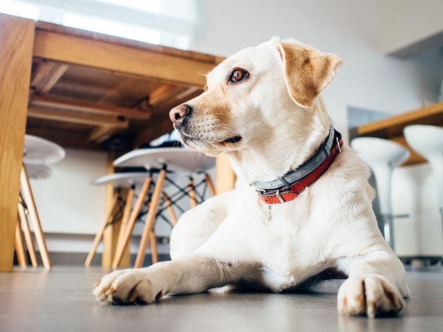 DELTA PET CARE | 5309 9 Ave, Delta, BC V4M 1V8, Canada | Phone: (604) 670-4171