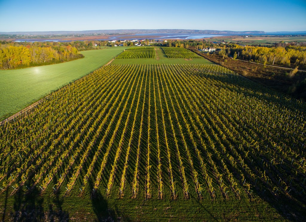 Raven Hill Vineyards | 11140 Nova Scotia Trunk 1, Wolfville, NS B4P 2R1, Canada | Phone: (902) 690-5619