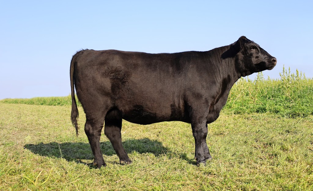 Trestle Creek Cattle Company | 7079 Line 21, Staffa, ON N0K 1Y0, Canada | Phone: (519) 301-2476