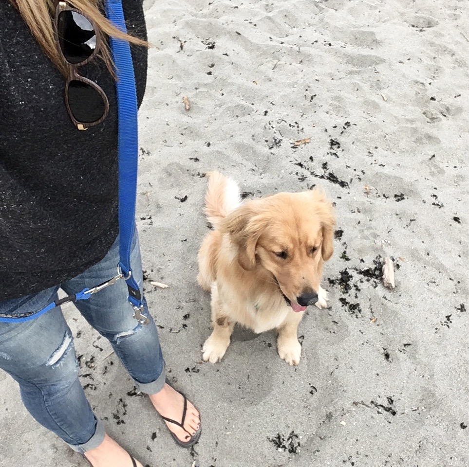 Happy Waggerz | West Vancouver, BC V7S 2C7, Canada | Phone: (604) 440-3553