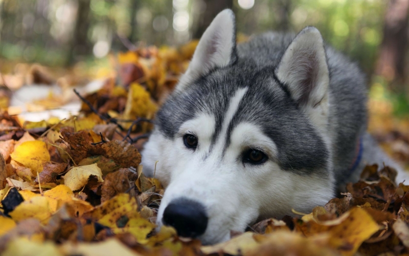 Muskoka Animal Hospital | 96 Hanes Rd #2, Huntsville, ON P1H 2P6, Canada | Phone: (705) 789-7979