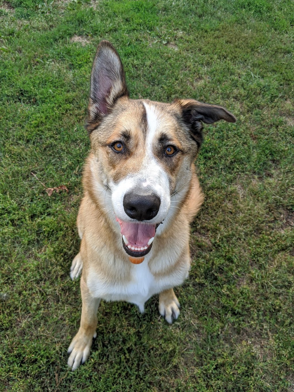 Artemis Pet Resort | 72146 Four Mile Rd, Highland Glen, MB R0E 0M0, Canada | Phone: (204) 294-9283