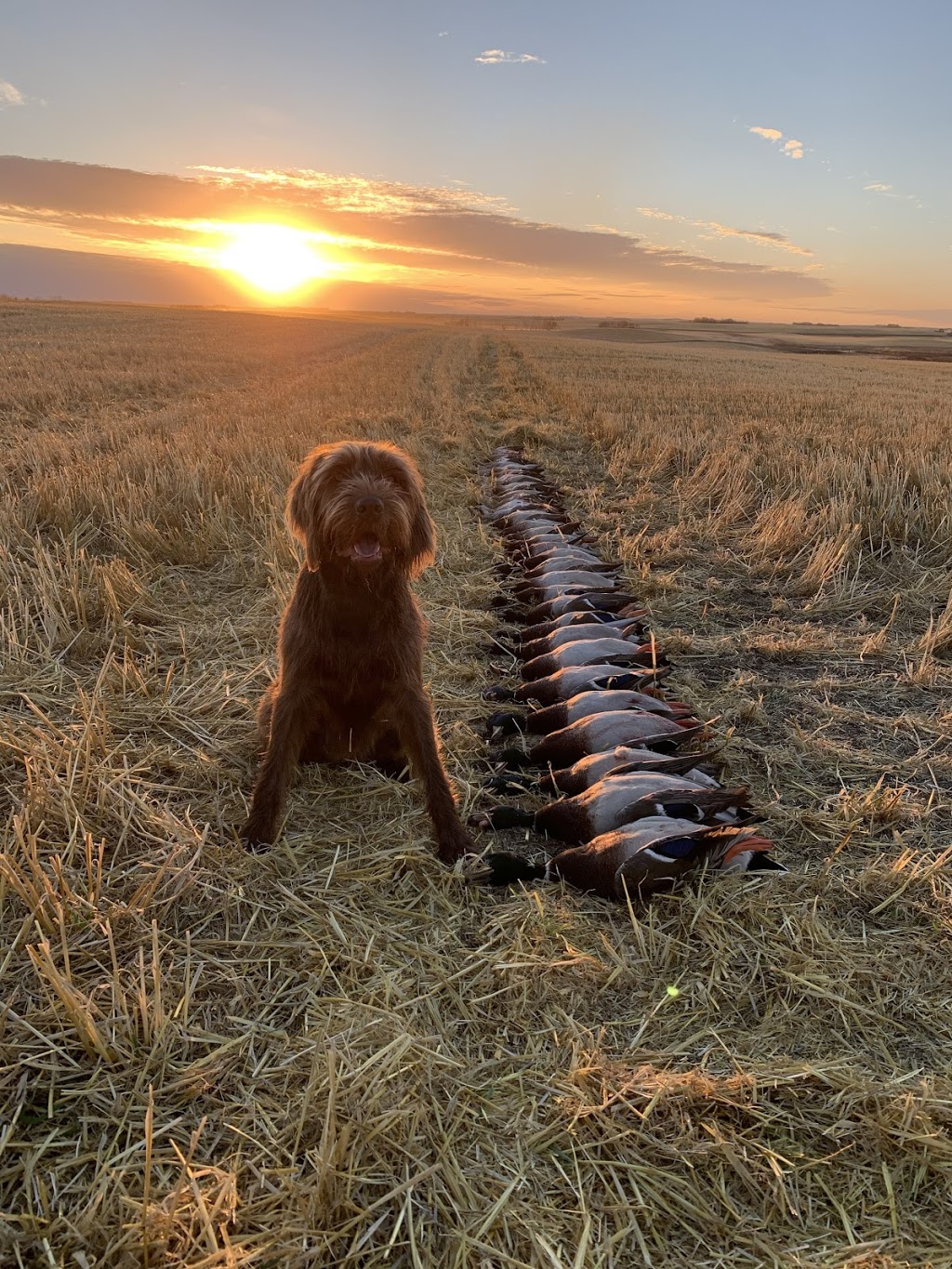 Honker Heaven Outfitters | Box 311, Colonsay, SK S0K 0Z0, Canada | Phone: (306) 222-0566