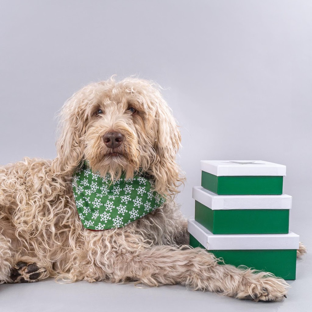 Arrowhead Labradoodles and Cobberdogs | 5121 Line 89, Gowanstown, ON N0G 1Y0, Canada | Phone: (519) 292-9284