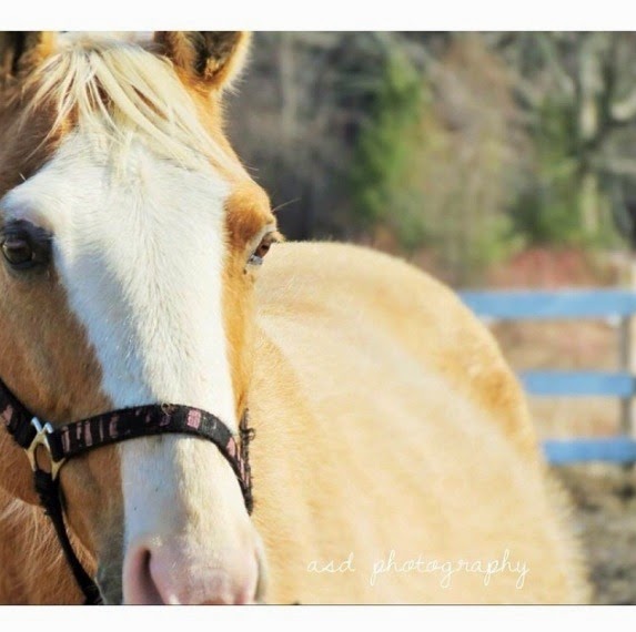 Springfield Stables Riding Academy | 7143 Ashburn Rd, Whitby, ON L1M 1L6, Canada | Phone: (905) 655-4280