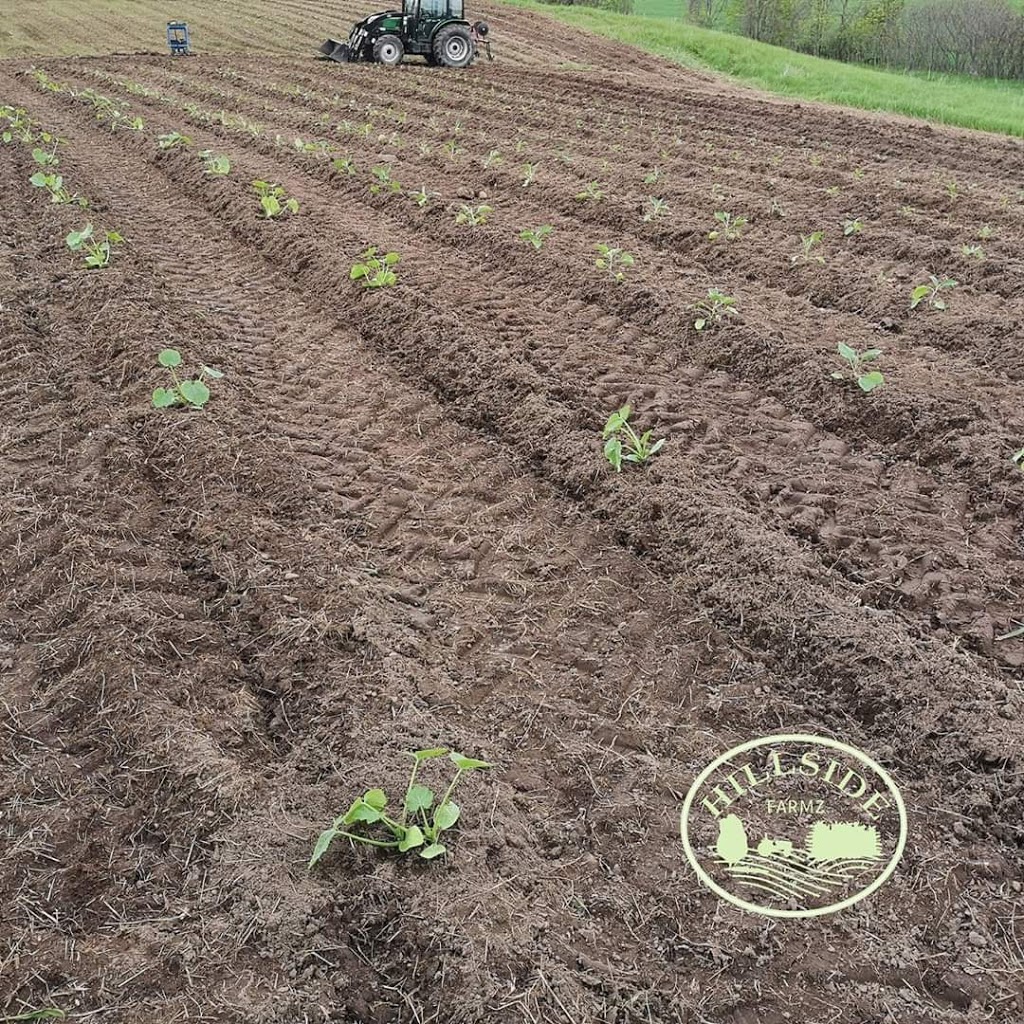 Hillside Farmz | 938666 Airport Rd, Mulmur, ON L9V 0M1, Canada | Phone: (705) 984-3276