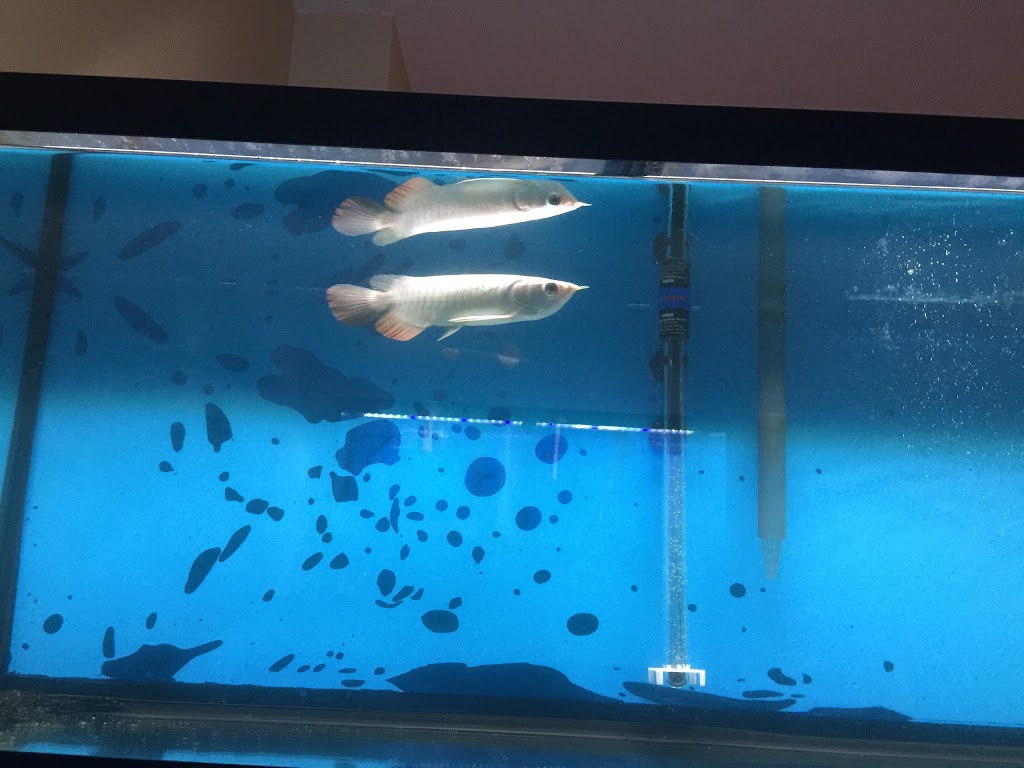 Gold Garden Pet Shop | 4779 Steeles Ave E, Scarborough, ON M1V 4S5, Canada | Phone: (416) 321-8890