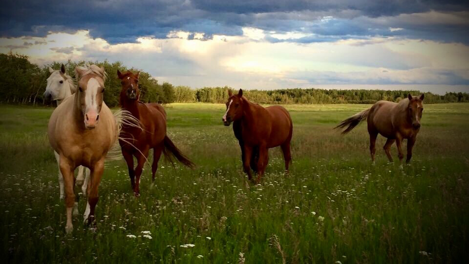Coronado Stables | 57129 Range Rd 230, Gibbons, AB T0A 1N0, Canada | Phone: (780) 940-2610