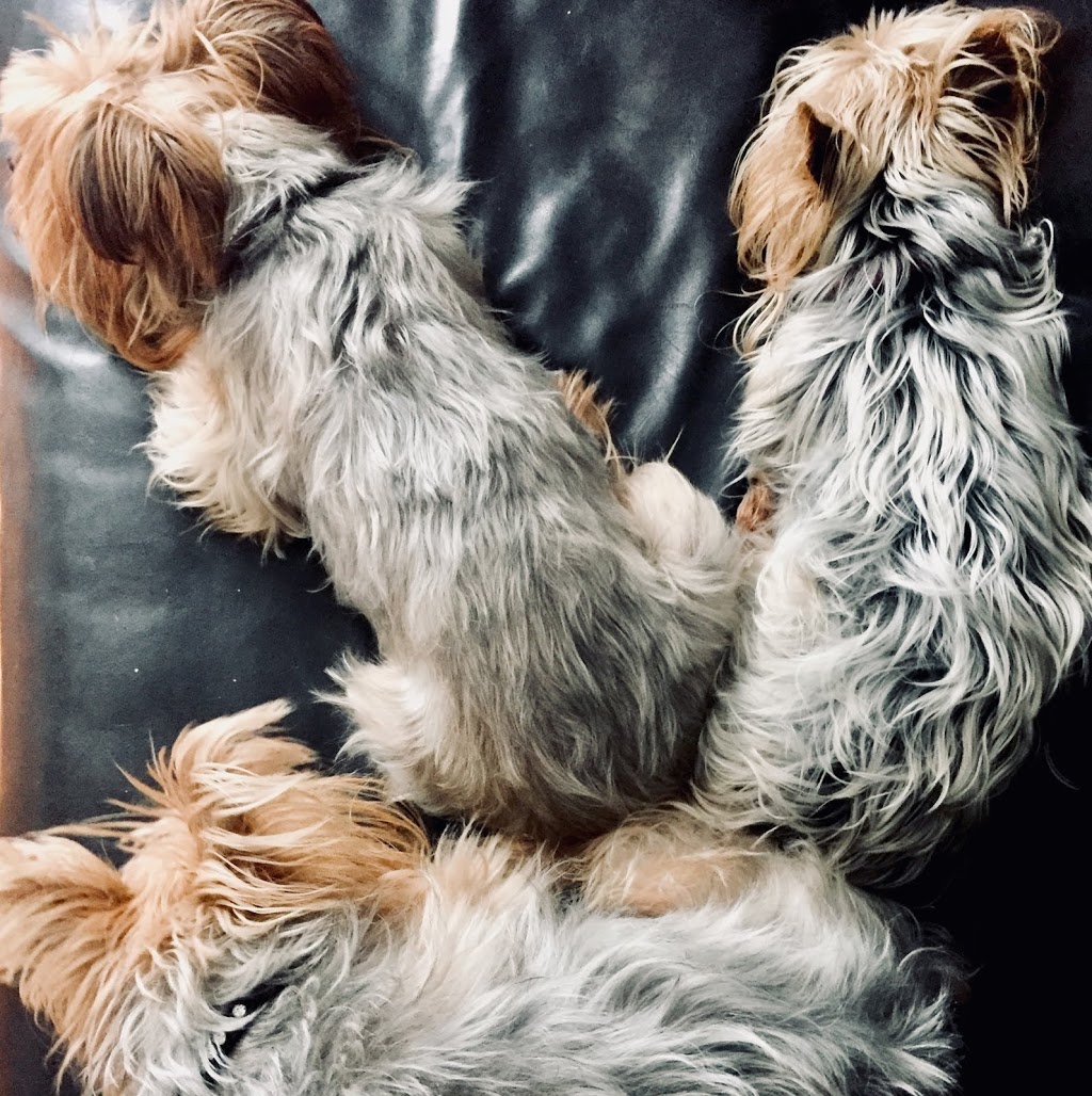 Staples Animal Hospital | 377 Commissioners Rd W, London, ON N6J 1Y4, Canada | Phone: (519) 472-9301