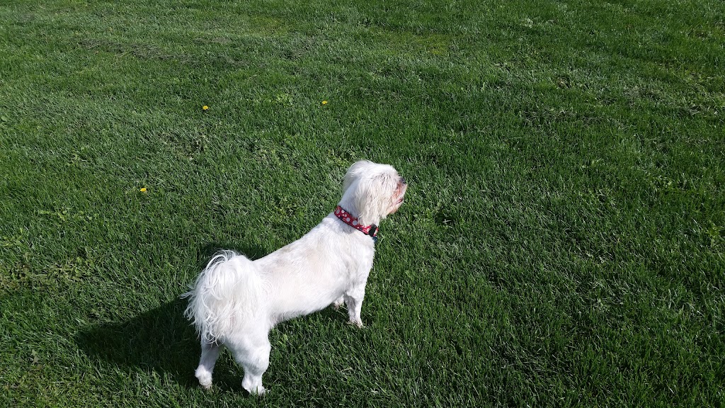 Your Pets are My Pets | 16 Victoria St, Waterdown, ON L0R 2H6, Canada | Phone: (905) 870-9347
