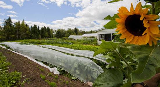 FERME DES LIBELLULES | 100 Chemin Forsight, Saint-Didace, QC J0K 2G0, Canada | Phone: (450) 803-8500
