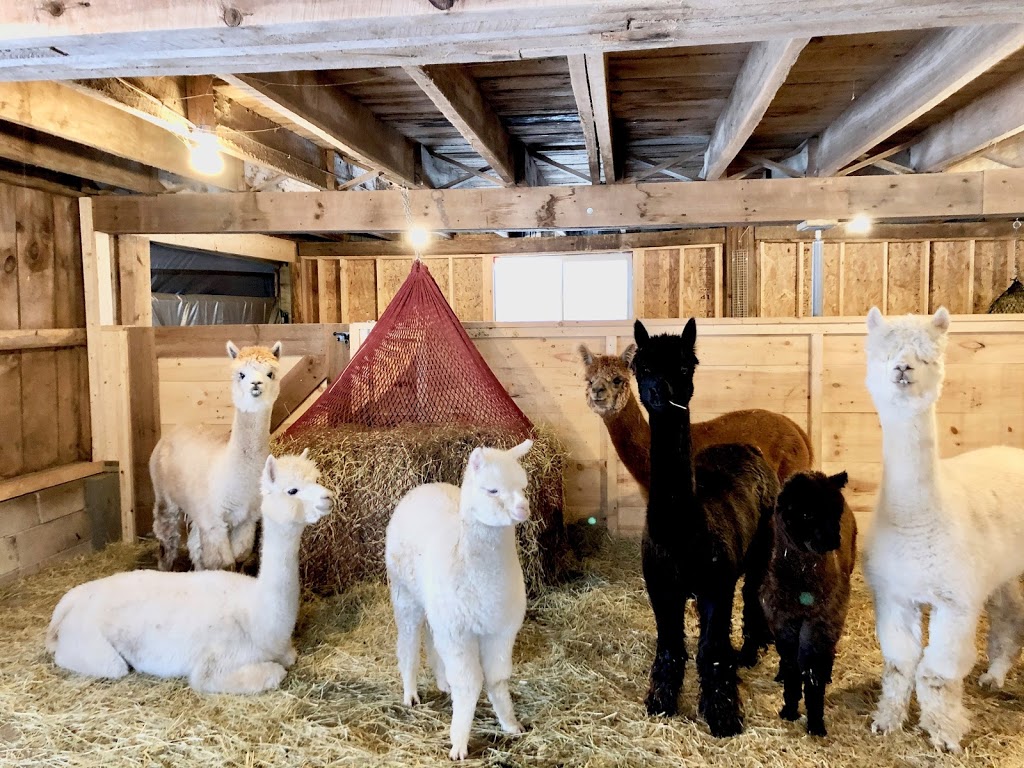Copper Line Alpacas | 4835 Appleton Side Rd, Almonte, ON K0A 1A0, Canada | Phone: (613) 793-6000