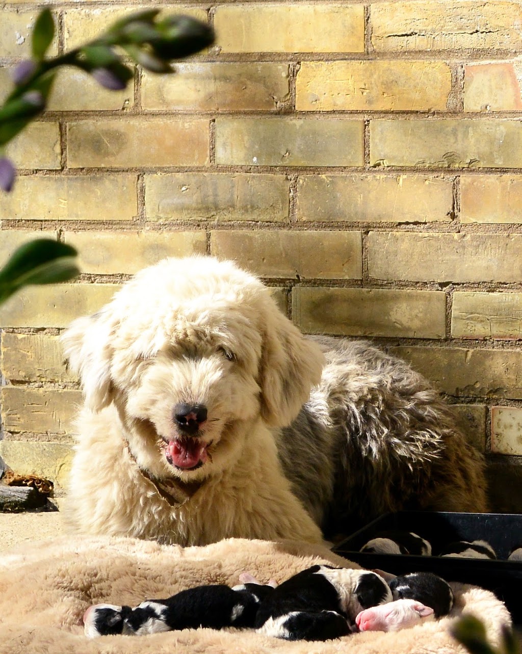Country Air Sheepadoodles | 181 Whitechurch St RR#5, Lucknow, ON N0G 2H0, Canada | Phone: (226) 622-7000
