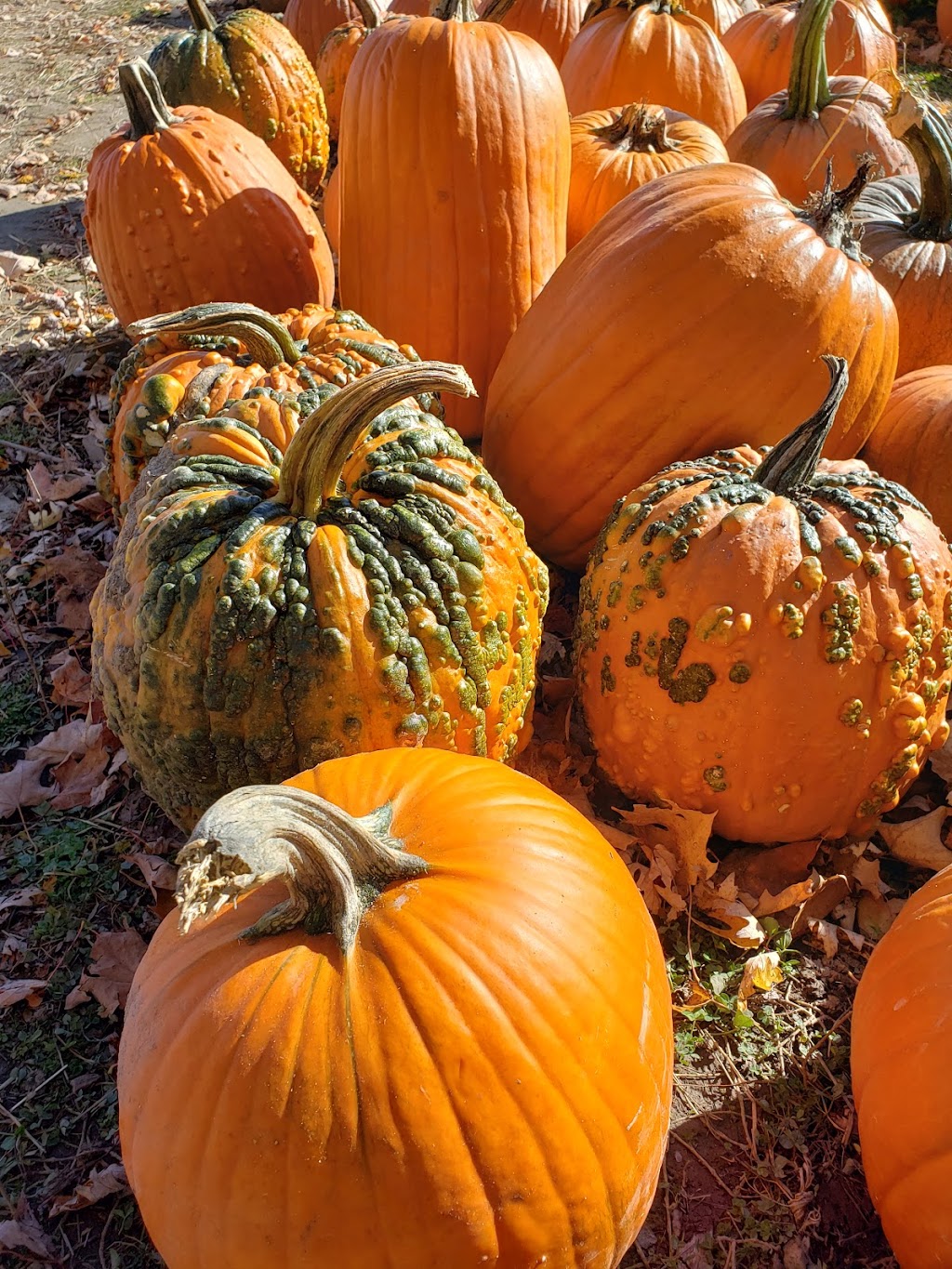 Dubeau Family Farm | 5 Concession Rd 11 E, Tiny, ON L0L 2J0, Canada | Phone: (705) 526-9970