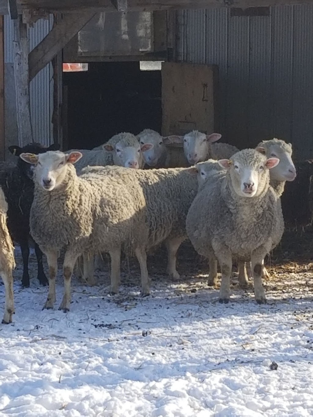 HEAVEN ON EARTH FARMS | 312302 ON-6, Ayton, ON N0G 1C0, Canada | Phone: (519) 831-7235