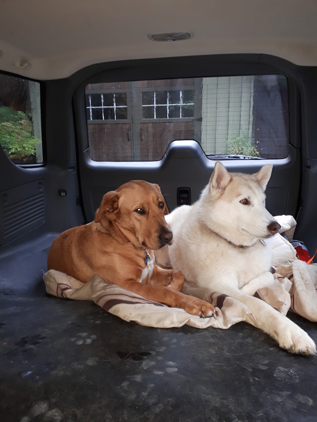 Dogstar Doggie Playcare | 1002 Bellevue Rd, Parksville, BC V9P 2C2, Canada | Phone: (250) 954-3642