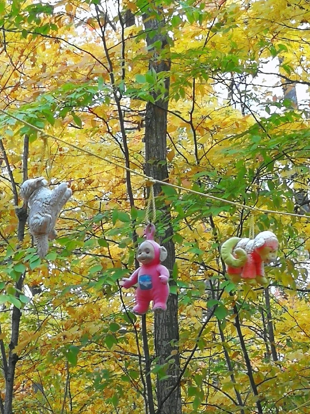 Acro-Nature | 231 R. Bennett, Morin-Heights, QC J0R 1H0, Canada | Phone: (450) 227-4671