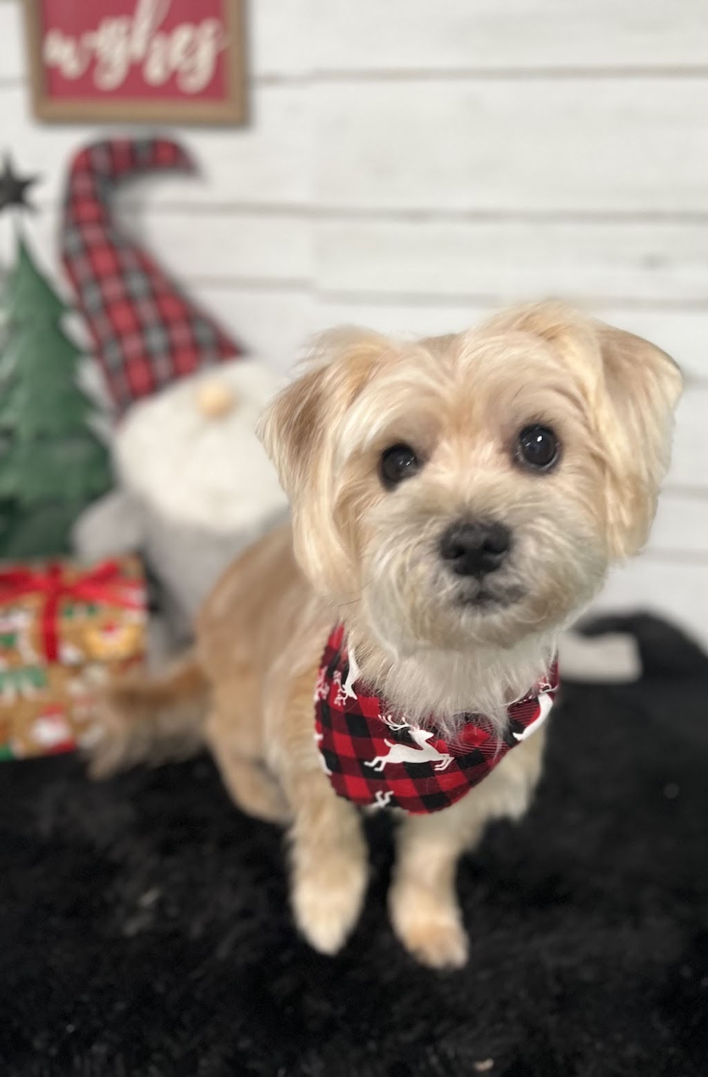Hidden Oak Professional Pet Grooming | 601 Reiche Rd, Pembroke, ON K8A 6W4, Canada | Phone: (613) 281-5930